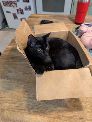 Dessin Animal Shelter