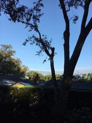 Mid Florida Forestry