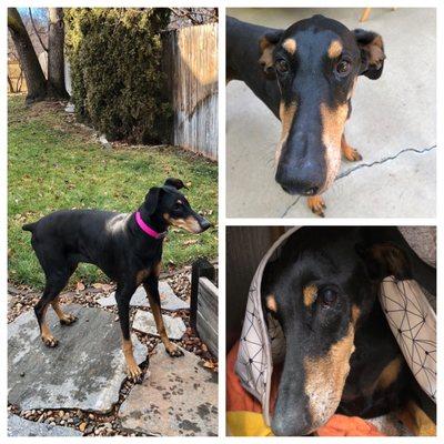 Our friend to the end. RIP Stella 2009-2021.  You'll never be forgotten.