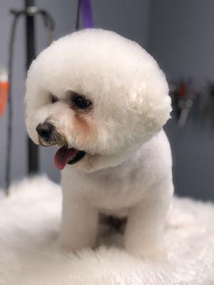 Best Friends Grooming