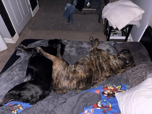 Salem Veterinary Services