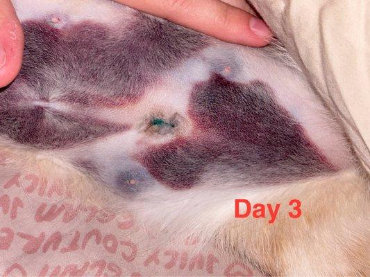 Day 3 and the bruising is worse, the hole is scabbing but still a crater and unlike a normal spay incision