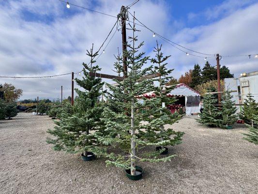 Nyberg's Christmas Trees, Sonoma, California