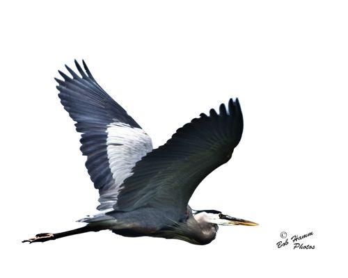 Great Blue Herron