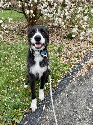 Allegiant Dog Walking