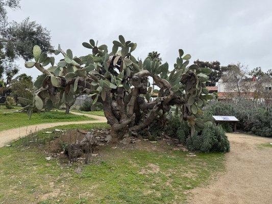 Cactus Tree
