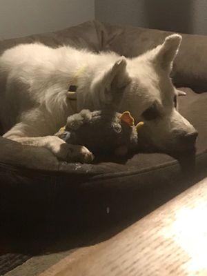 Five Star Pet Sitting