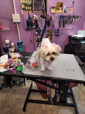 Purple Pooch Palace of Perfection