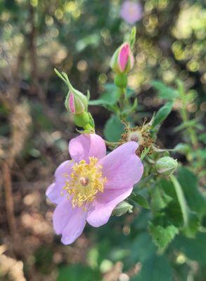 San Marcos Foothills Preserve