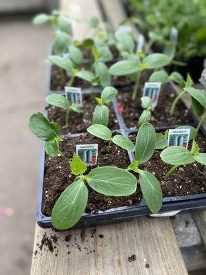 Rising Up Garden Center
