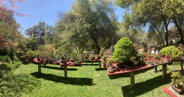 Lotus Bonsai Nursery & Gardens