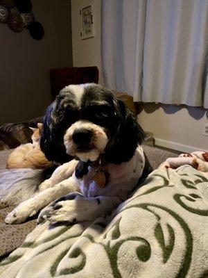 Aggies Grooming Shop