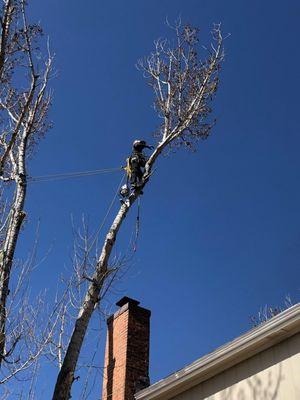 Johnny Wades Tree Trimming and Removal