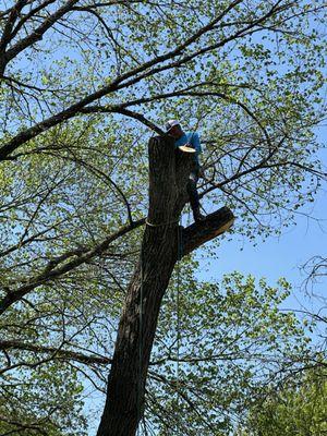 Az Tree Services