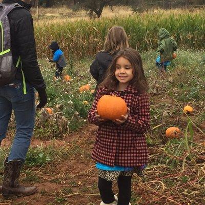 Bierwagen's Donner Trail Fruit