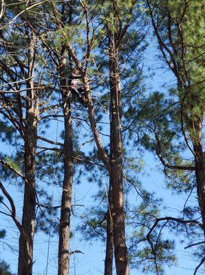 A.C. Gibbon's Tree Service