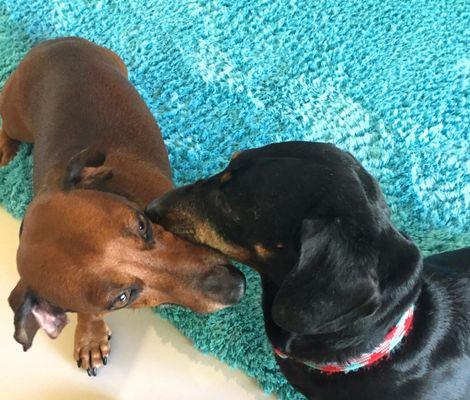 Poochi Sitter At Your Service