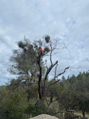 Cool Forestry and Arboriculture