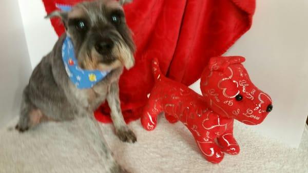 Precious Pets Pet Grooming Services