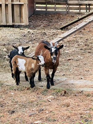 Copake Veterinary Hospital