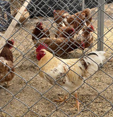 Live chickens (brown only) $10 each
