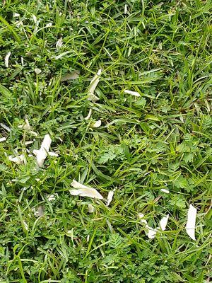 Musso Plumbing Company