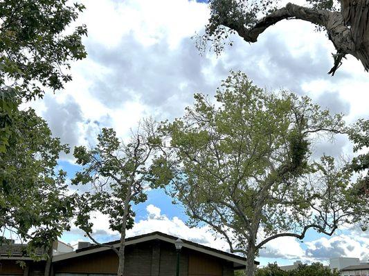 4/26/25 The City of Claremont, cross streets Indian Hill & 2nd St