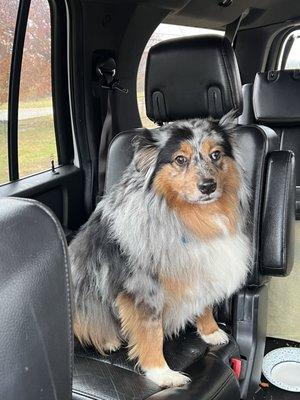 Bones&Bows Pet Grooming