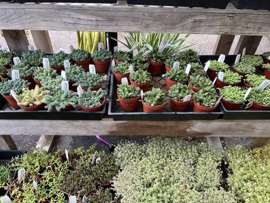 Broadway Terrace Nursery