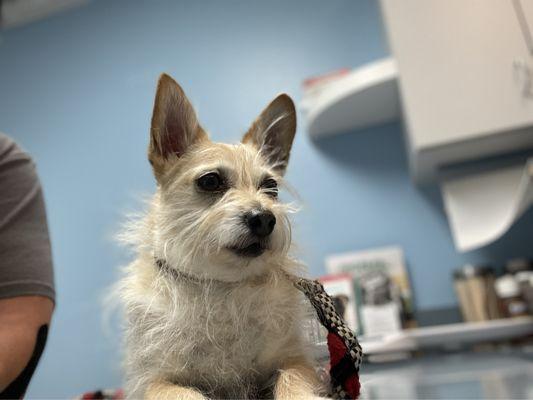 Palmdale Veterinary Hospital
