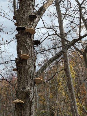 Reinstein Dr Victor Woods Nature Preserve