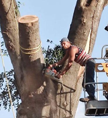 Burley Tree Removal Services