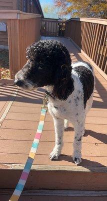 Fanning Family Pet Care LLC