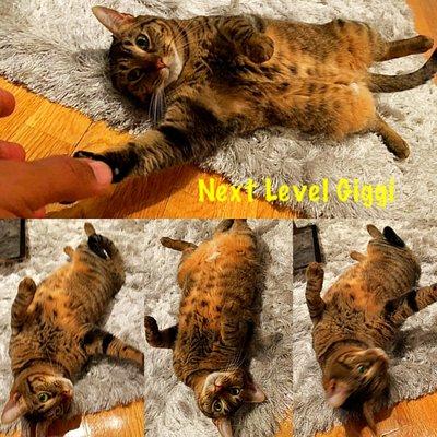 Cattitude Street Strutters