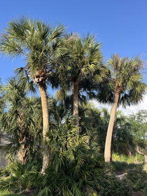 Gulf Of America Land Solutions