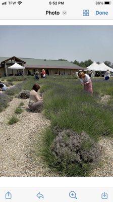 White Diamond Lavender Farms