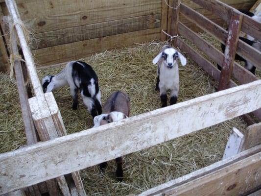 Osage Lane Creamery Ltd