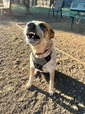 Westminster Dog Park