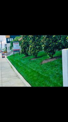 Lawn programs available to keep weeds out and turf looking clean and green.