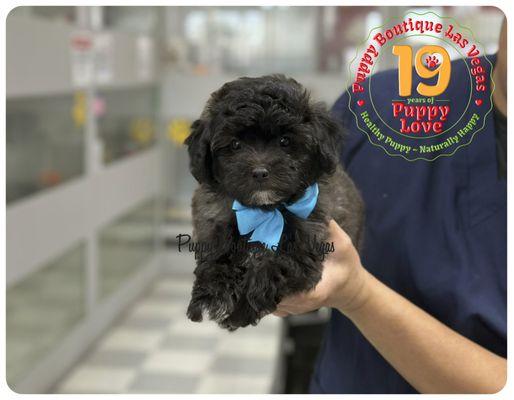 Puppy Boutique Las Vegas