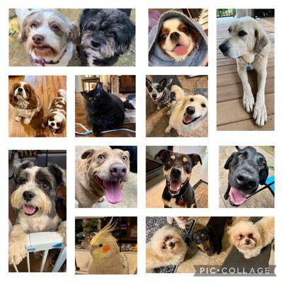 Lynn's Compassionate Pet Care