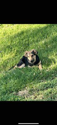 Dedicated Training to K-9 Success