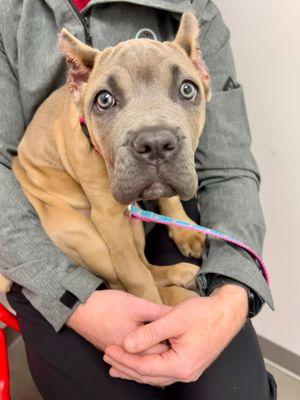 Animal Health Center of Leawood