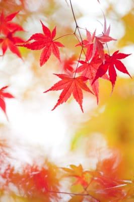 The Garden Continuum