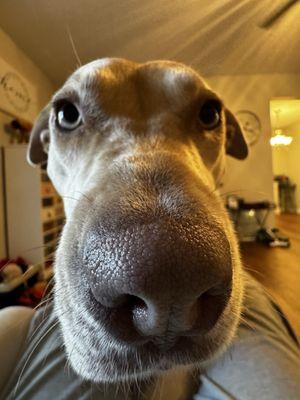 Paws Humane