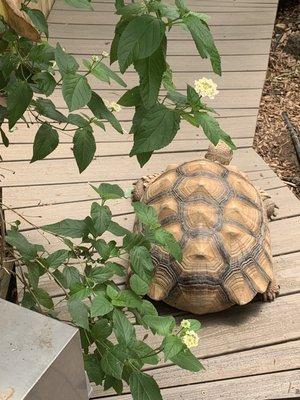 Western Colorado Botanical Gardens