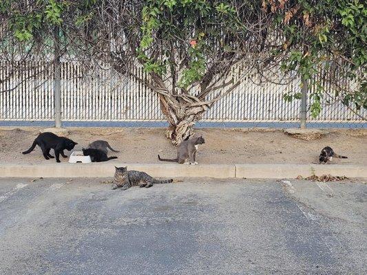 Sampson Ave Colony Cats