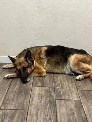 Bowie Drive Animal Hospital