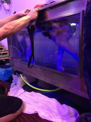 Hydrotherapy in action!