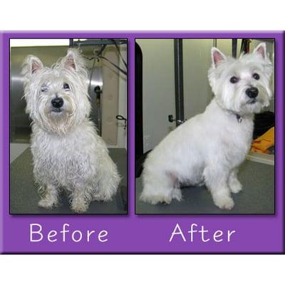 Creative Grooming Mobile Pet Service